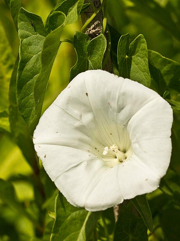 Correhuela mayor (Calystegia sepium)
