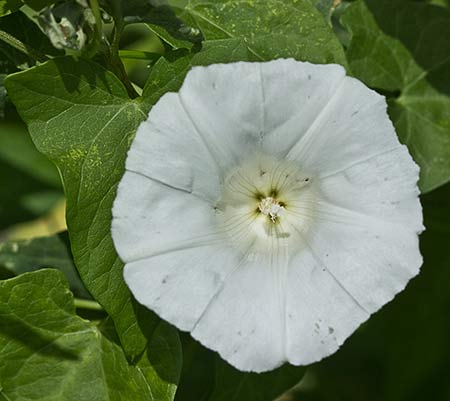 Correhuela mayor (Calystegia sepium)