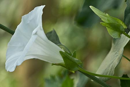 Correhuela mayor (Calystegia sepium)