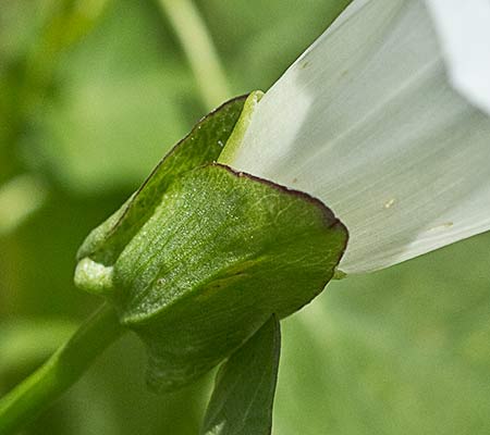 Correhuela mayor (Calystegia sepium)