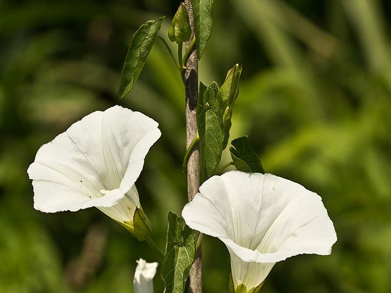 Correhuela mayor (Calystegia sepium)