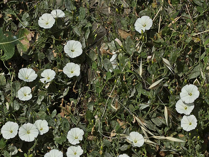 Campanilla (menor)