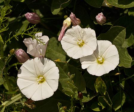 Flores de la Campanilla (Convolvulus arvensis)