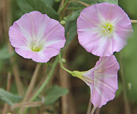 Flores rosa de la correhuela menor