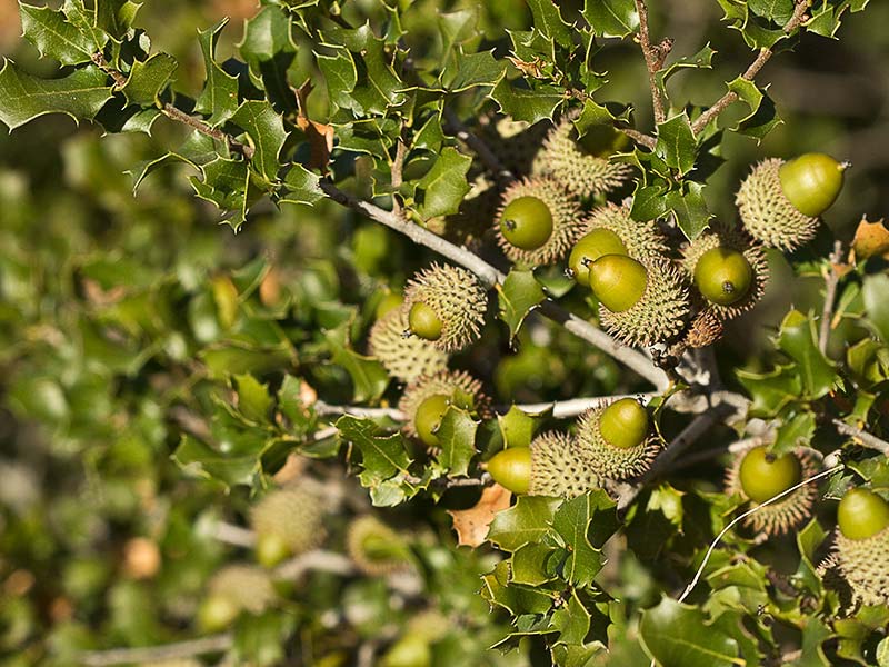 Hojas y bellotas de la coscoja
