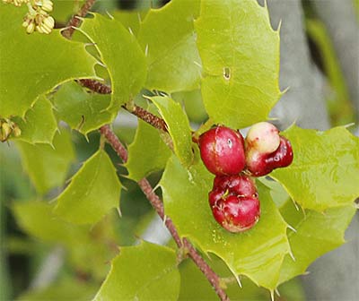Agallas de la coscoja