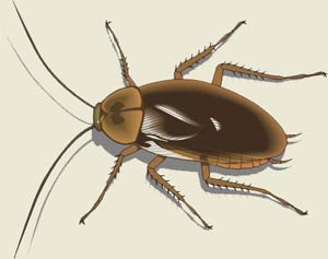 Cucaracha