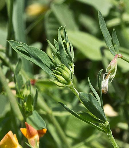 Mata de cuernecillo (Lotus corniculatus)