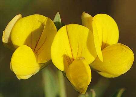 Flor del cuernecillo (Lotus corniculatus)