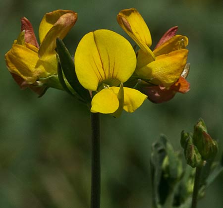 Infloresecencia del cuernecillo (Lotus corniculatus)