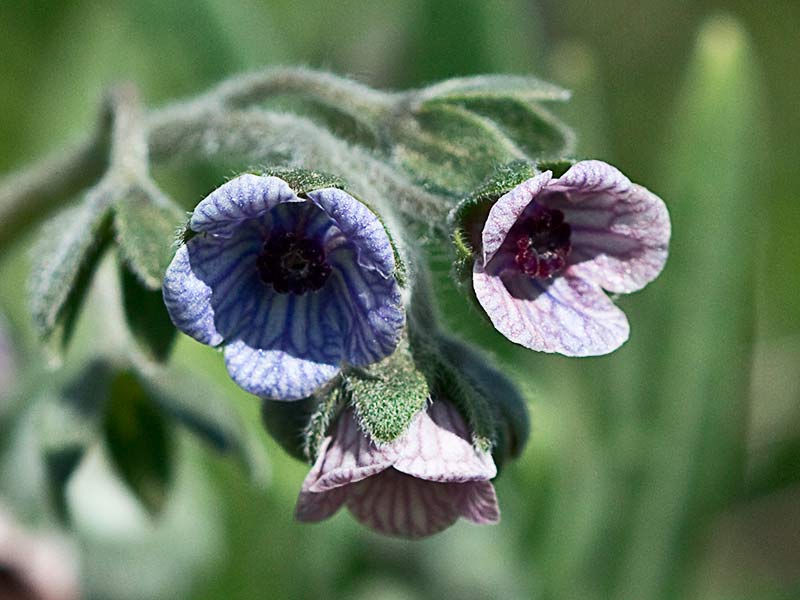 Inflorescencia de la Lengua de Perro (Cynoglossum creticum)