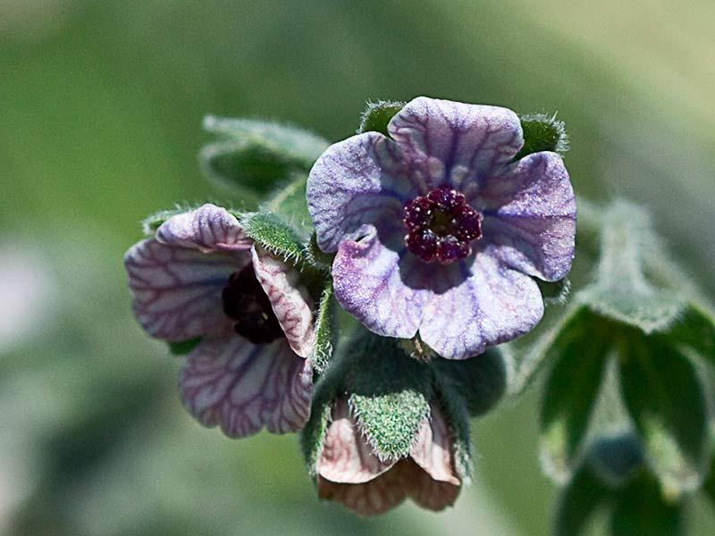 Inflorescencia de la Lengua de Perro (Cynoglossum creticum)