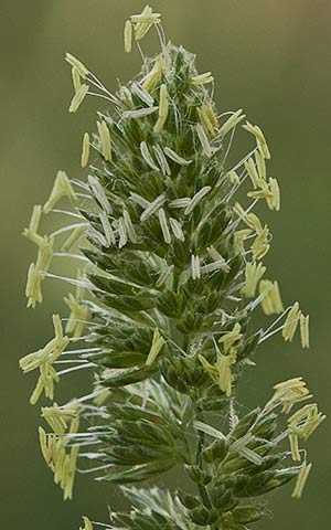 Espiga del dactilo (Dactyl