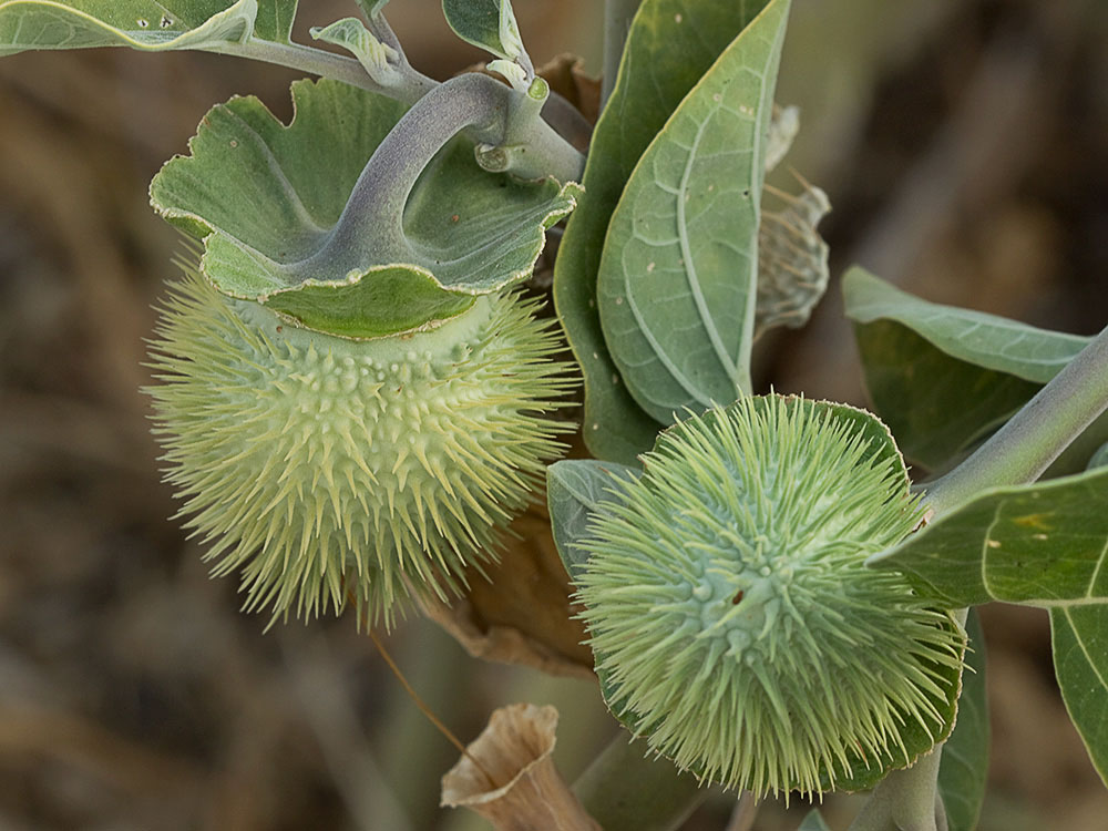 Fruto de la  Datura wrightii