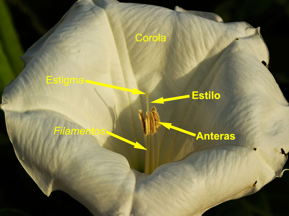 Estructura de la Flor de la Datura wrightii
