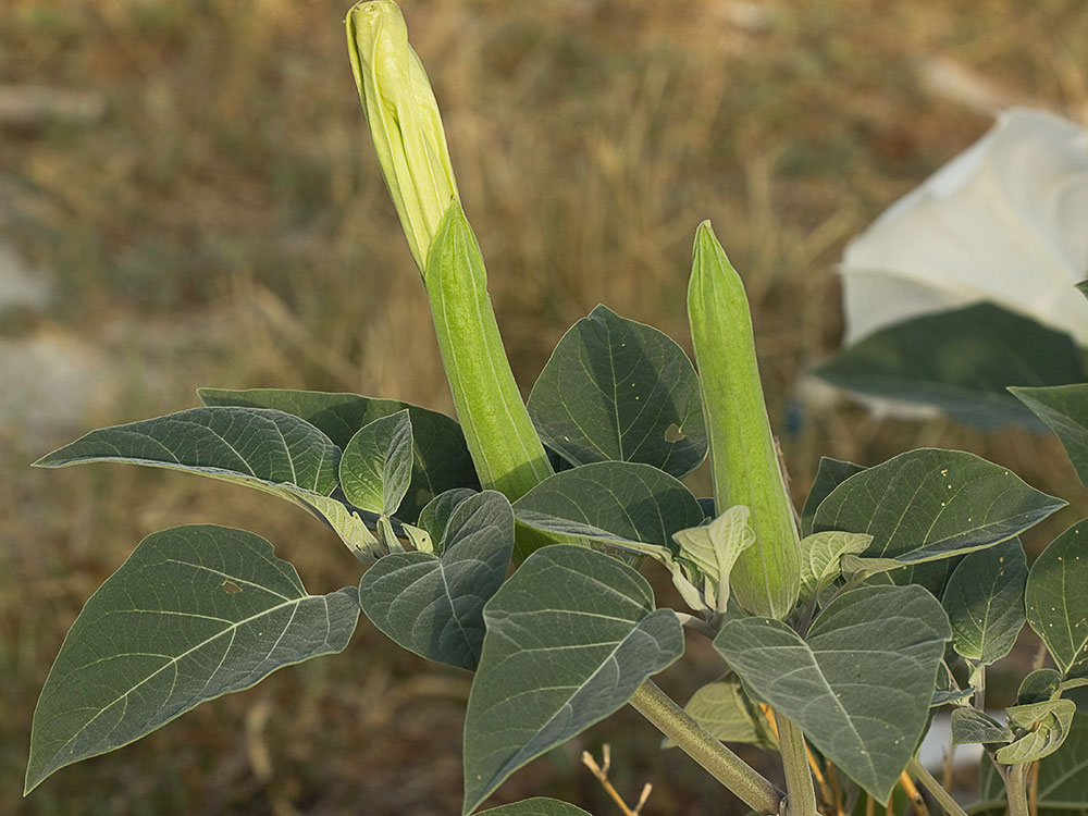 Datura wrightii