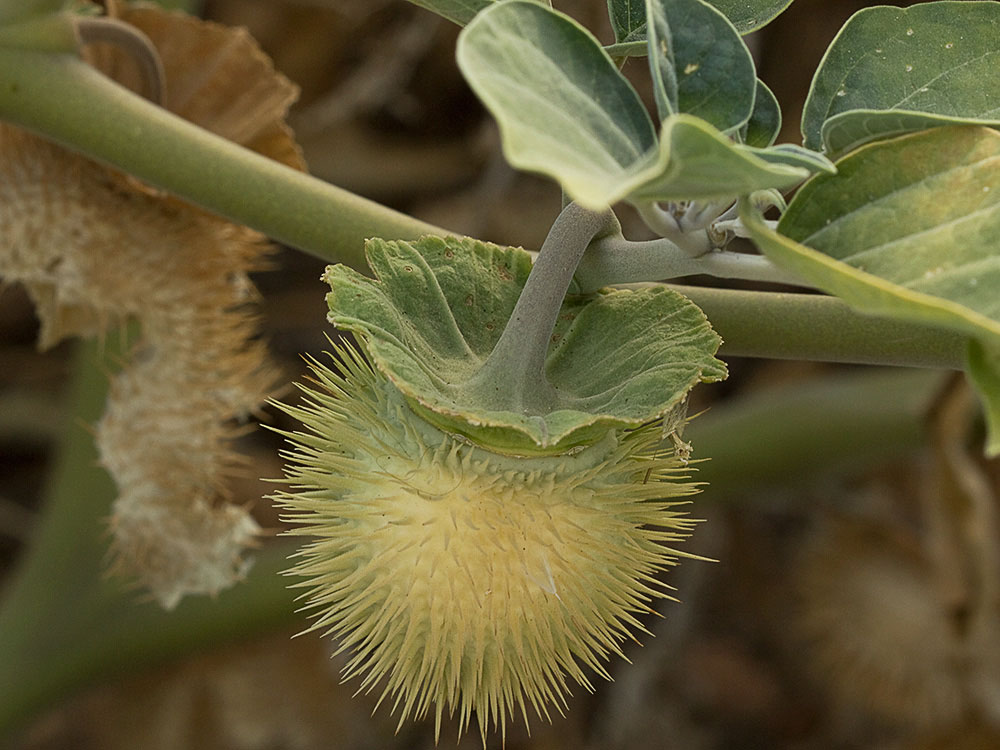 Fruto de la Datura wrightii