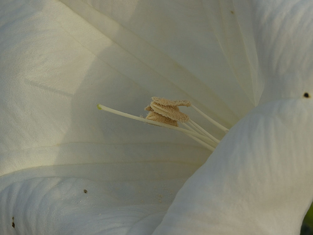 Flor de la  Datura wrightii