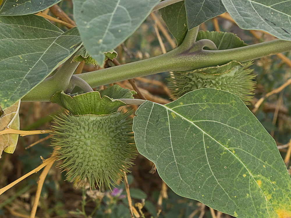 Fruto de la Datura wrightii