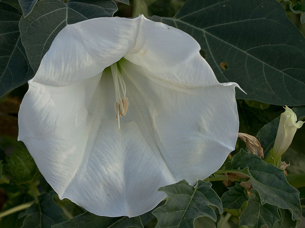 Flor de la Datura wrightii