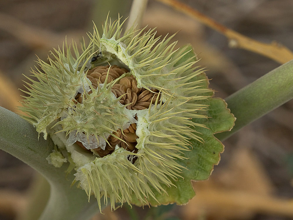 Semillas de la Datura wrightii