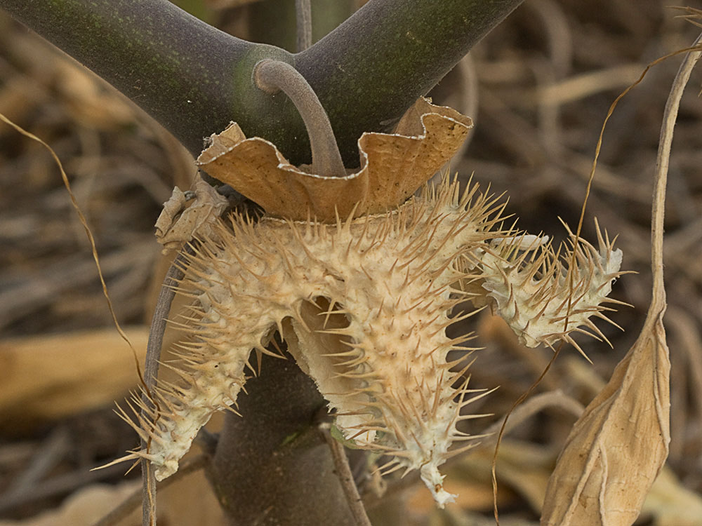 Cáscara del fruto de la Datura wrightii