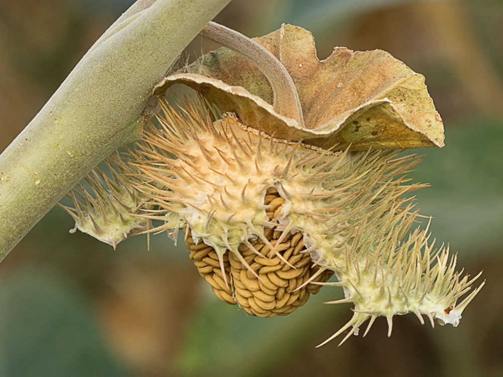 Dehiscencia de la Datura wrightii