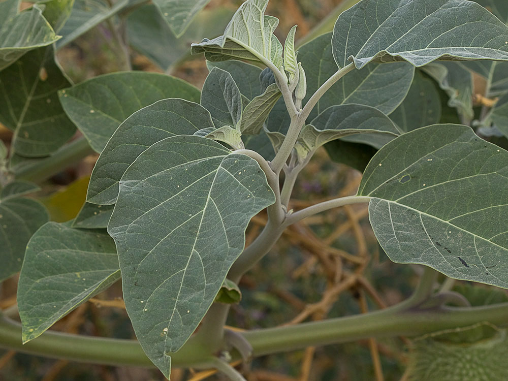 Hojas de la Datura wrightii