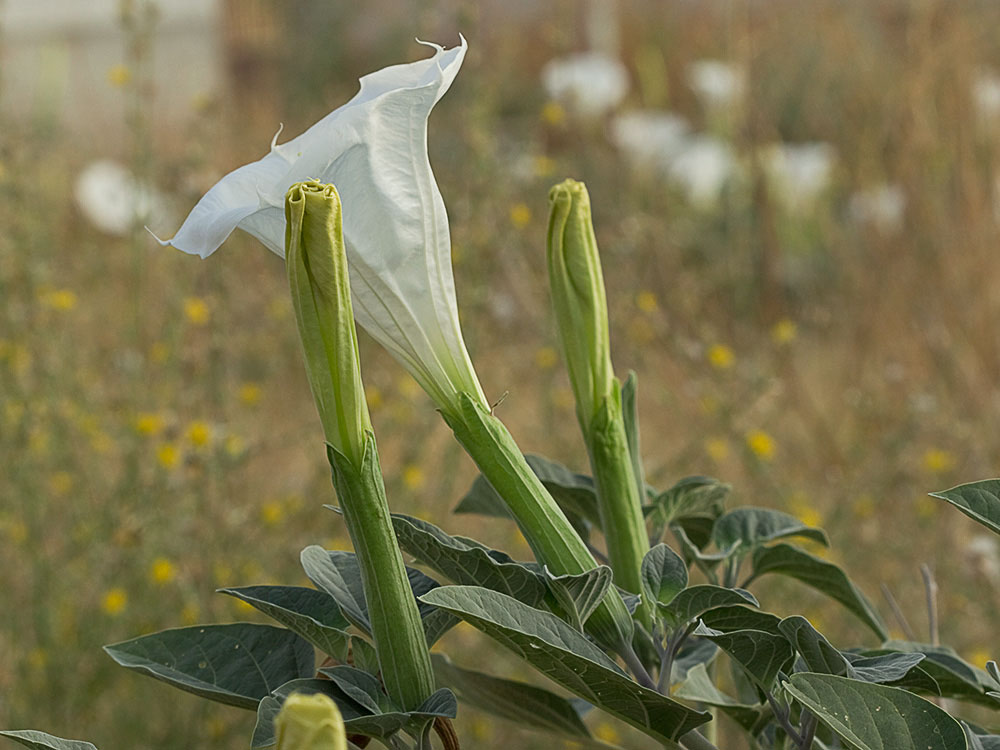 Inflorescencias de la Datura wrightii