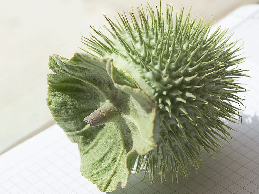 Fruto de la Datura wrightii