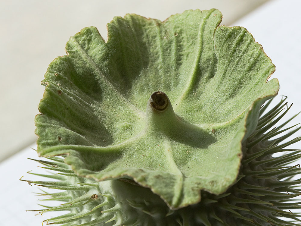 Fruto de la Datura wrightii