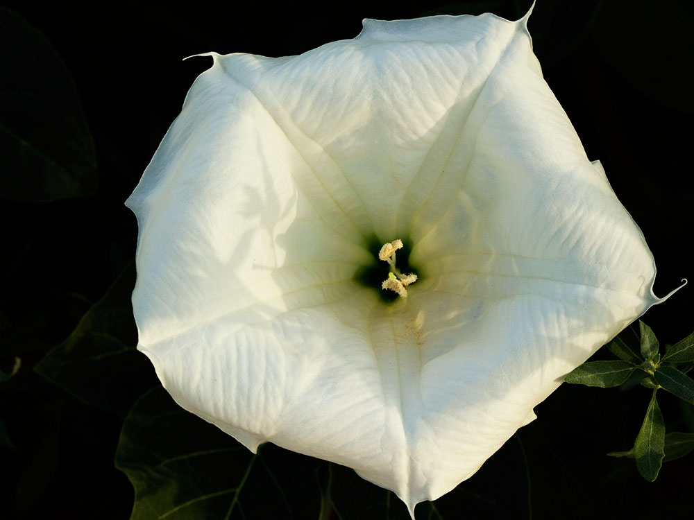 Flor de la Datura wrightii