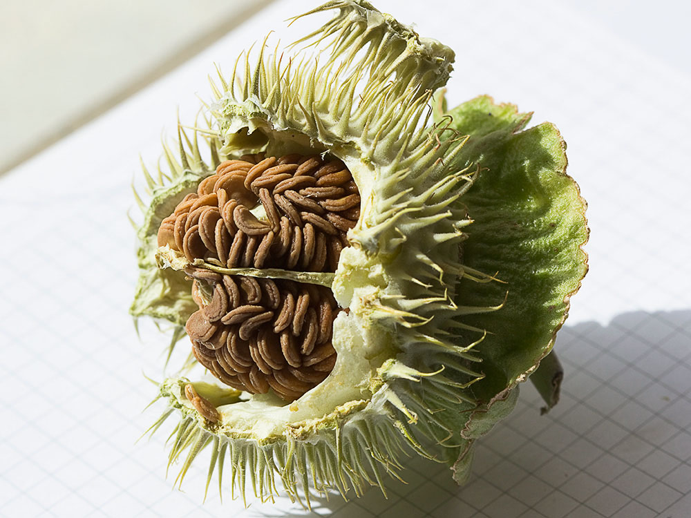 Dehiscencia de la Datura wrightii