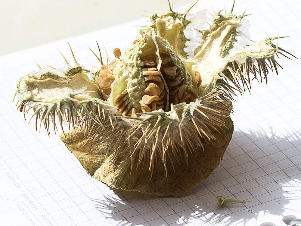 Dehiscencia de la Datura wrightii