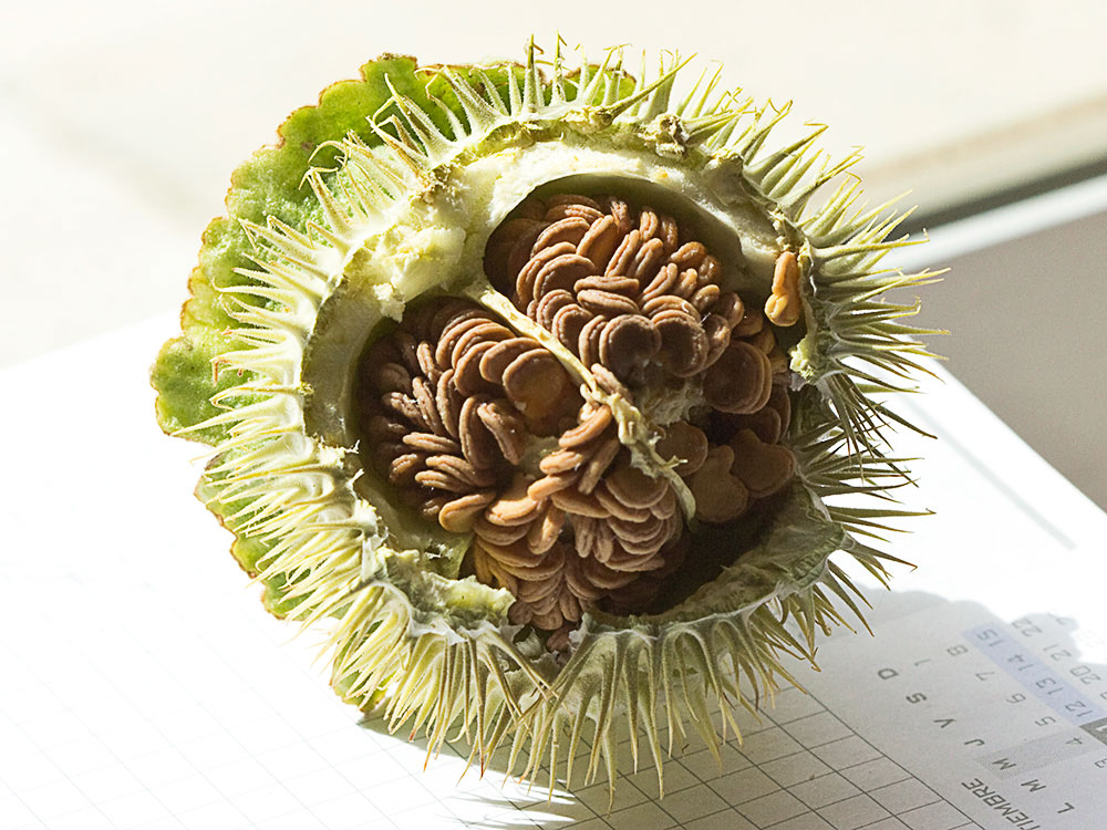Dehiscencia de la Datura wrightii