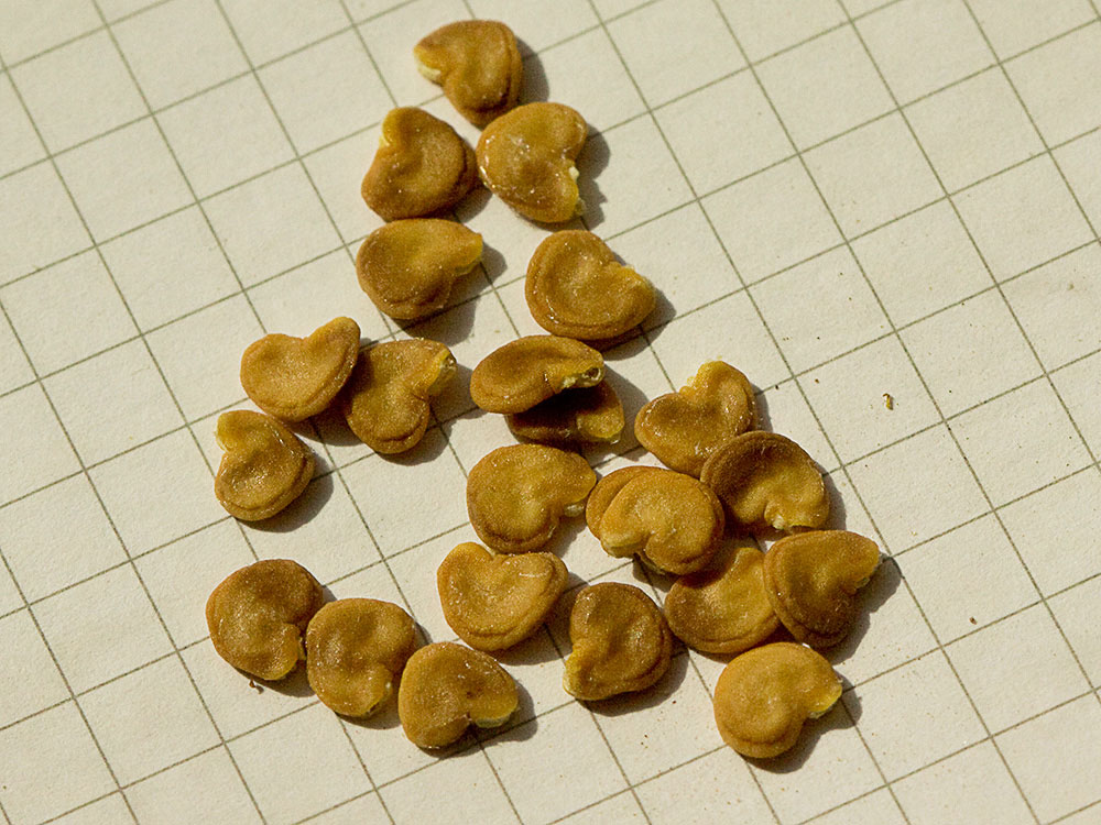 Semillas de la Datura wrightii