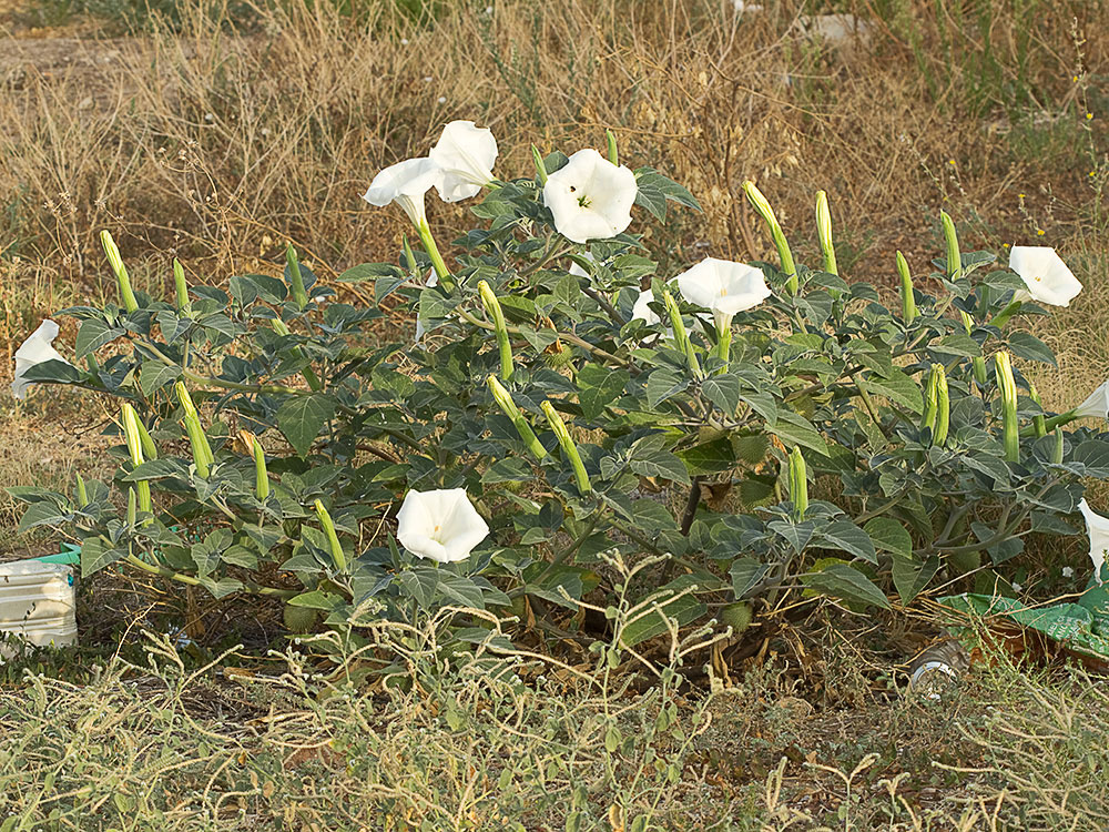 Matas de Datura wrightii