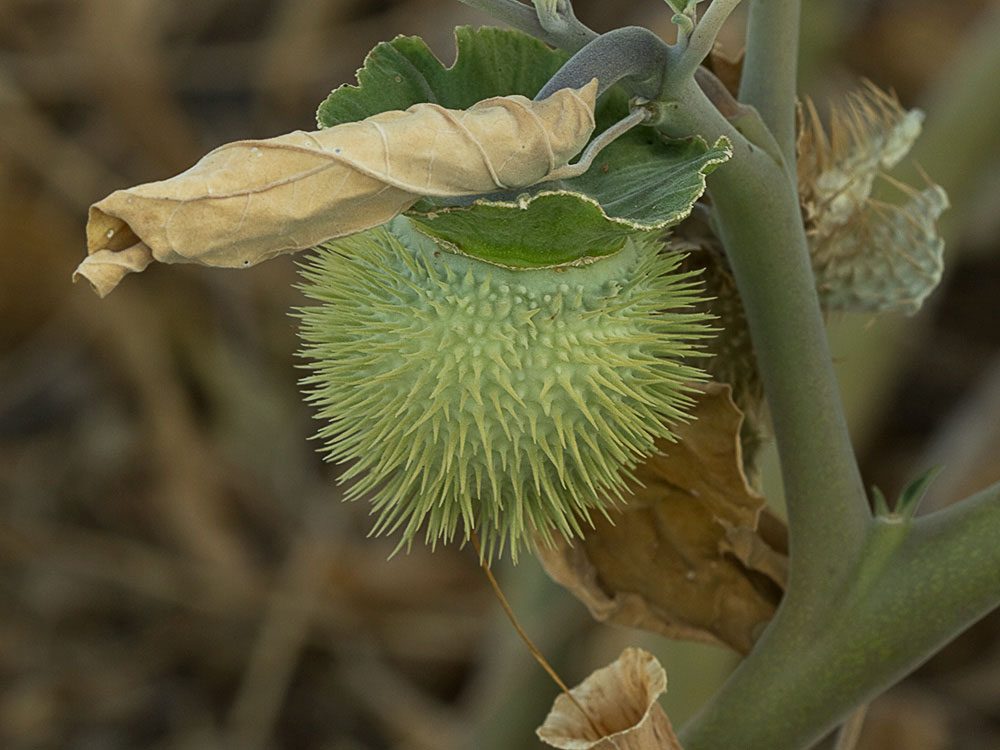 Fruto de la Datura wrightii