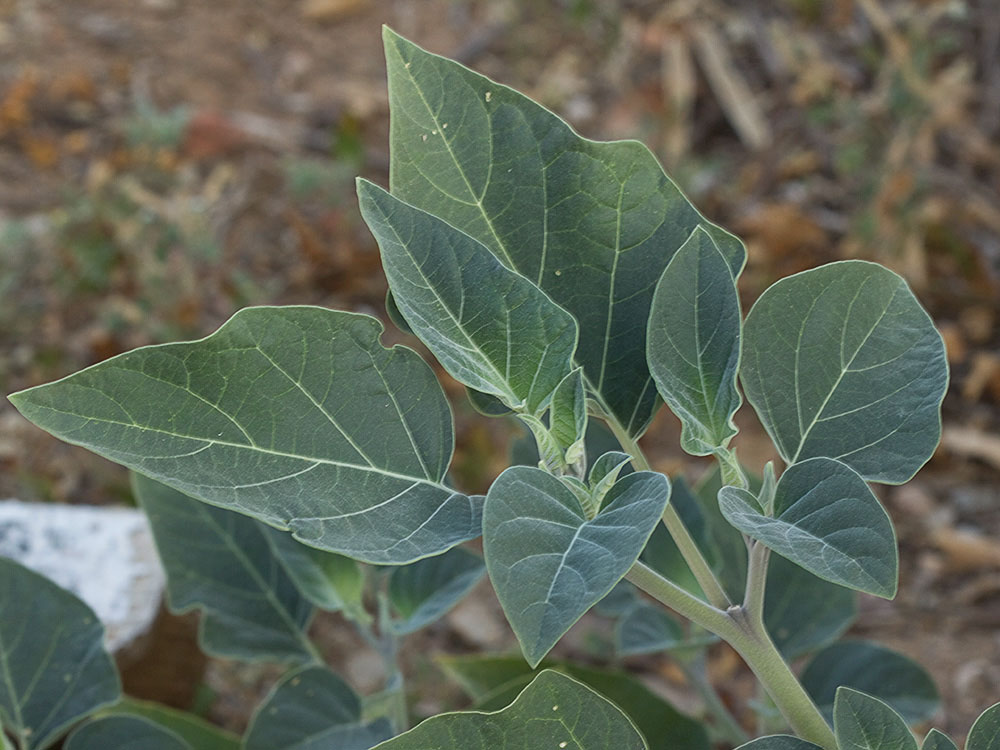 Hojas de la Datura wrightii