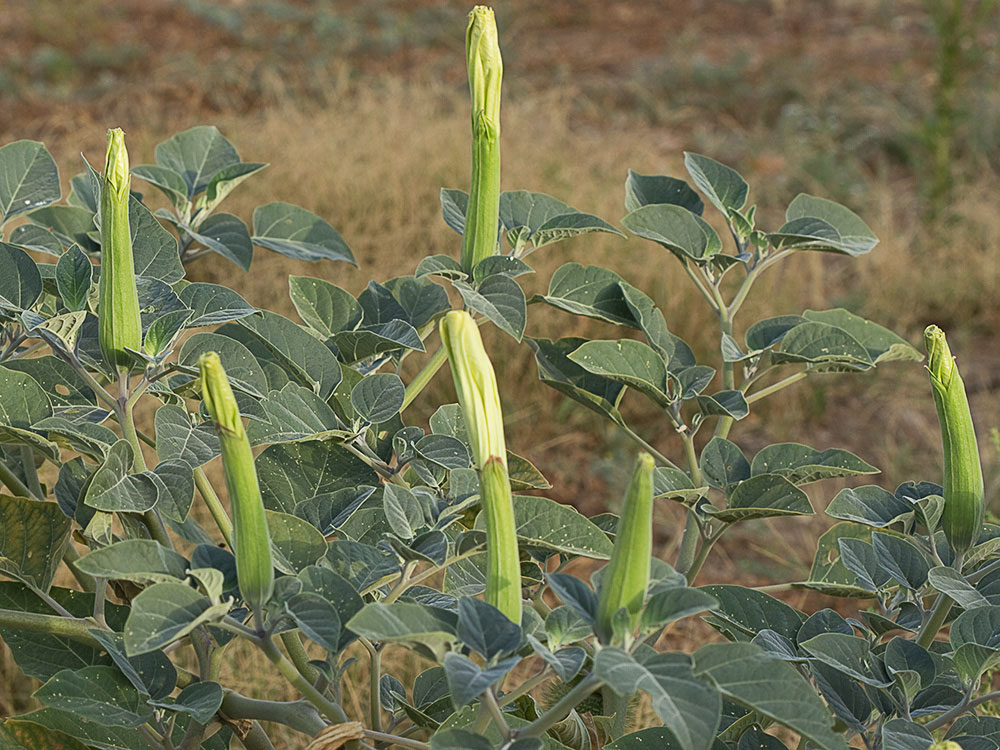 Mata de Datura wrightii