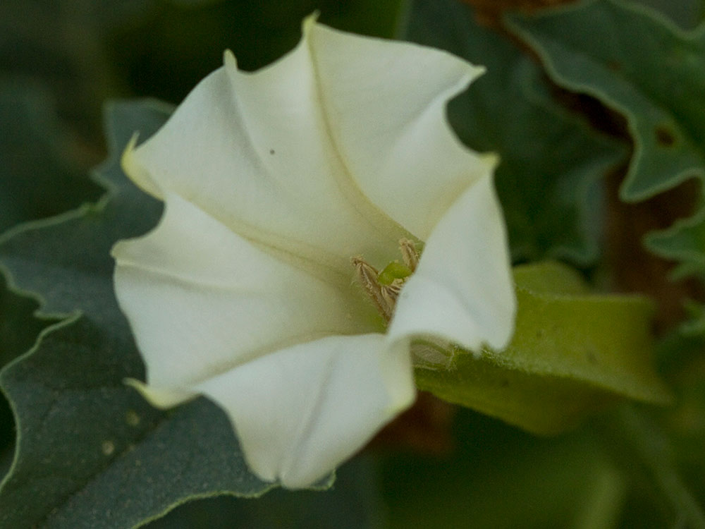 Flor de la Datura ferox