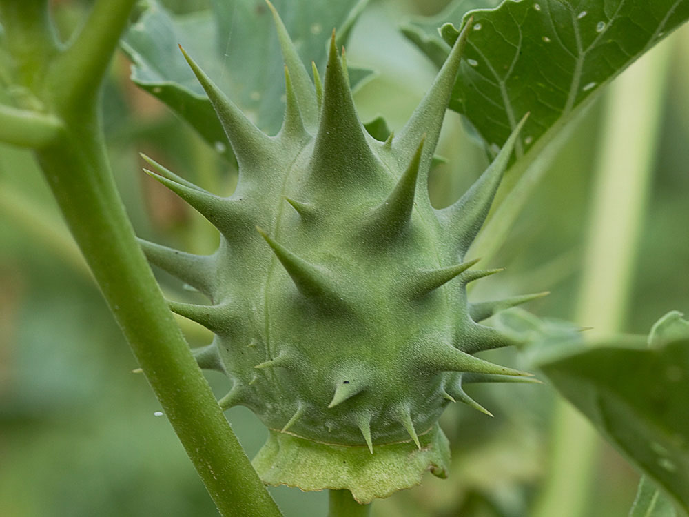 Fruto de la Datura ferox