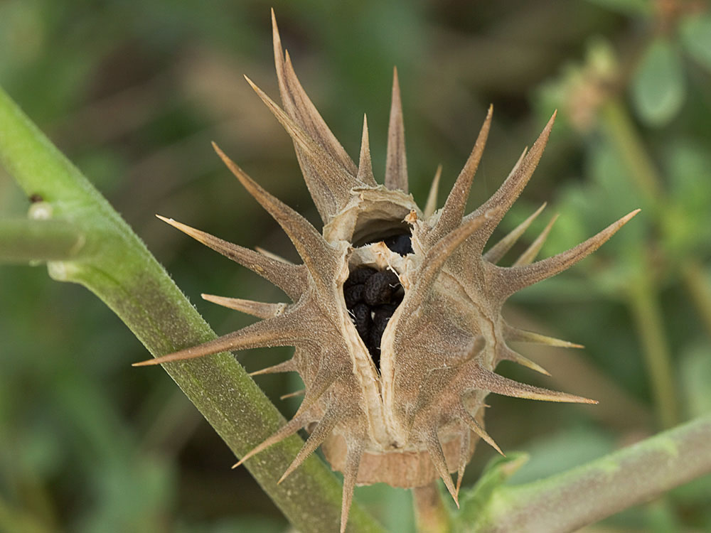 Fruto a punto de dehiscencia de la Datura ferox