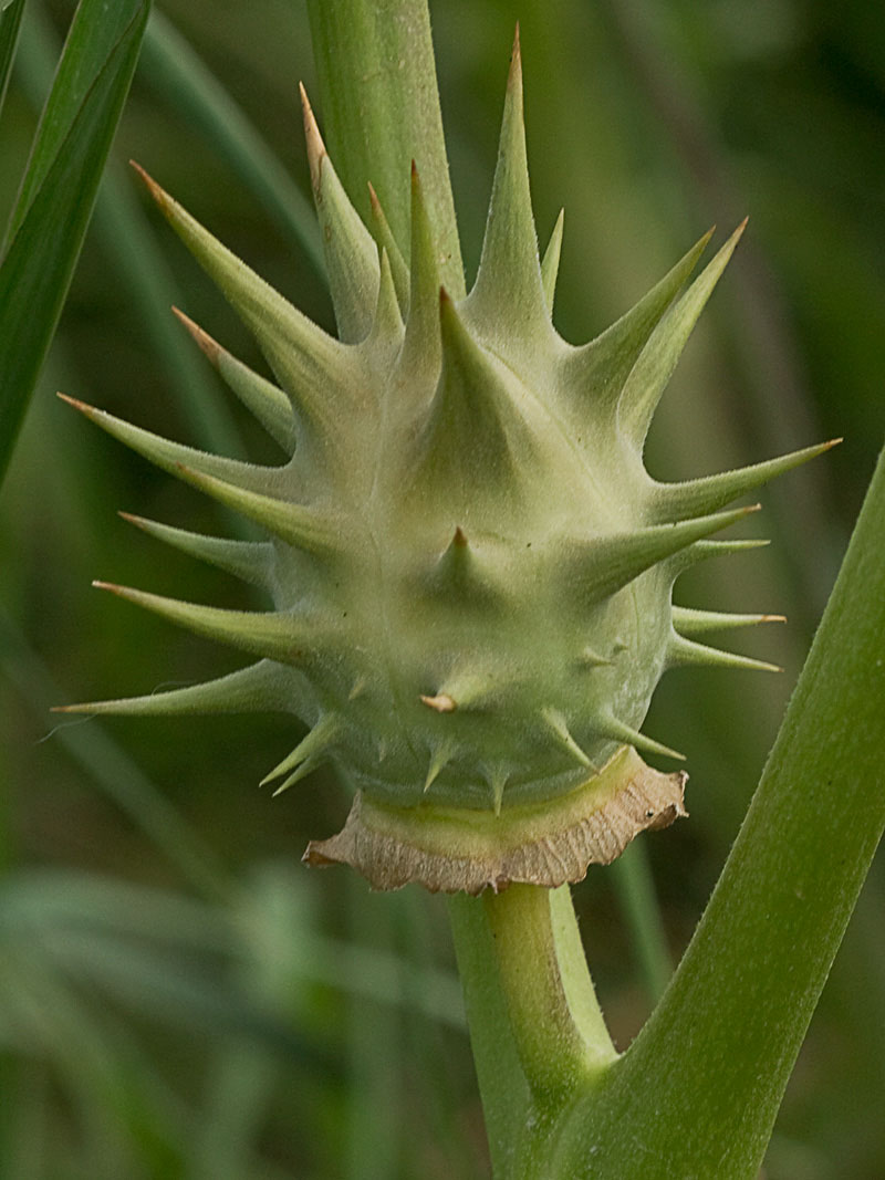 Fruto de la Datura ferox