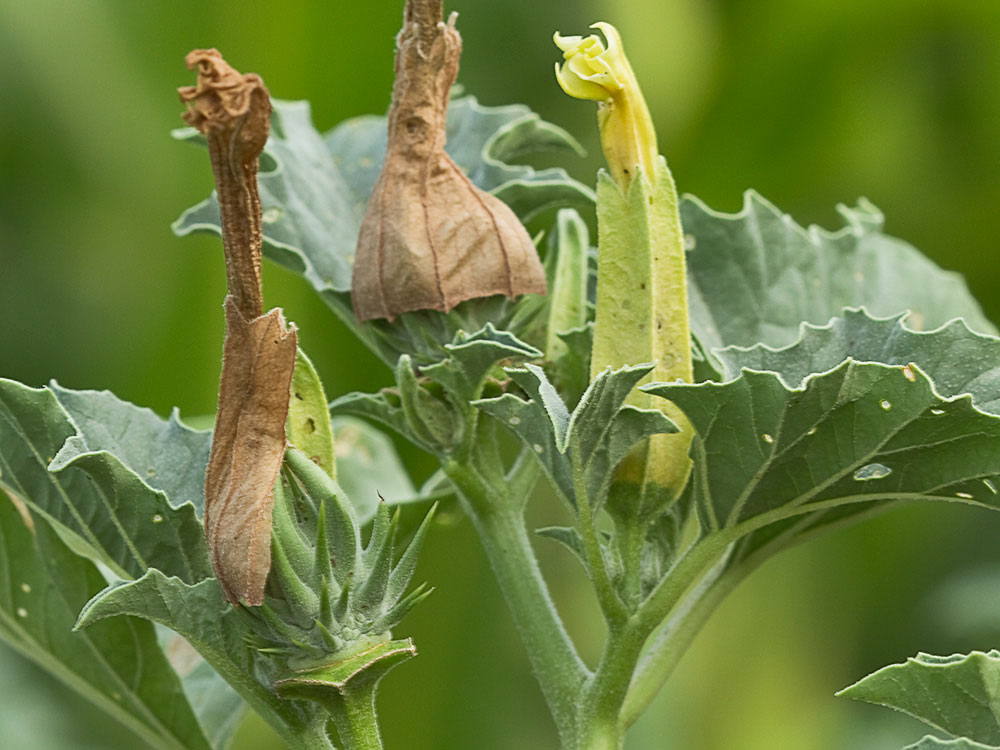 Mata y fruto tierno de la Datura ferox
