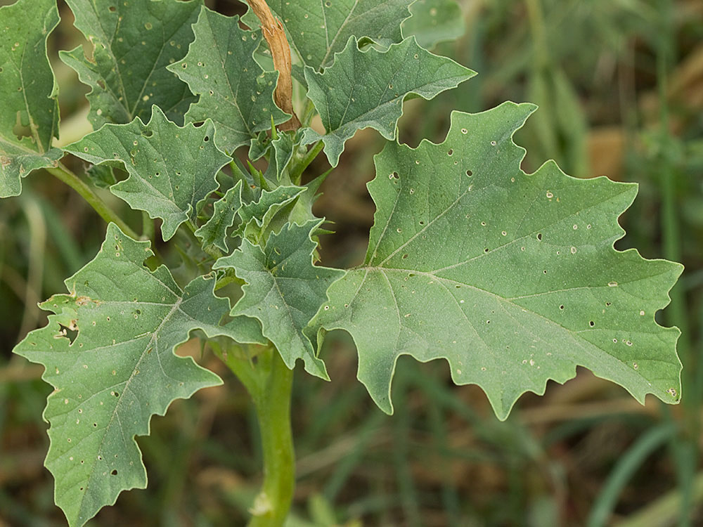 Mata de la Datura ferox
