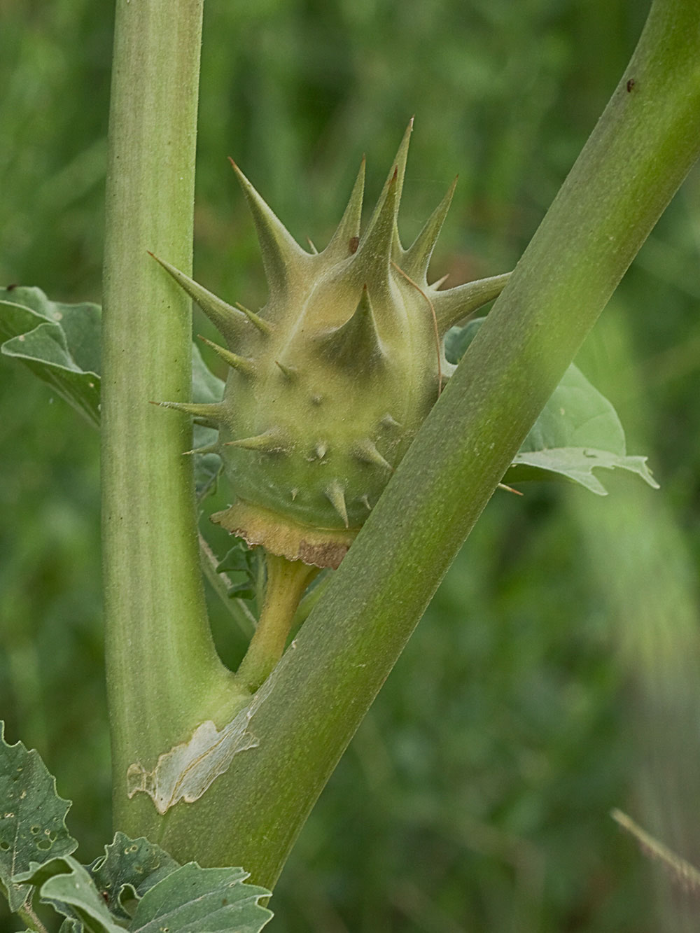 Fruto de la Datura ferox
