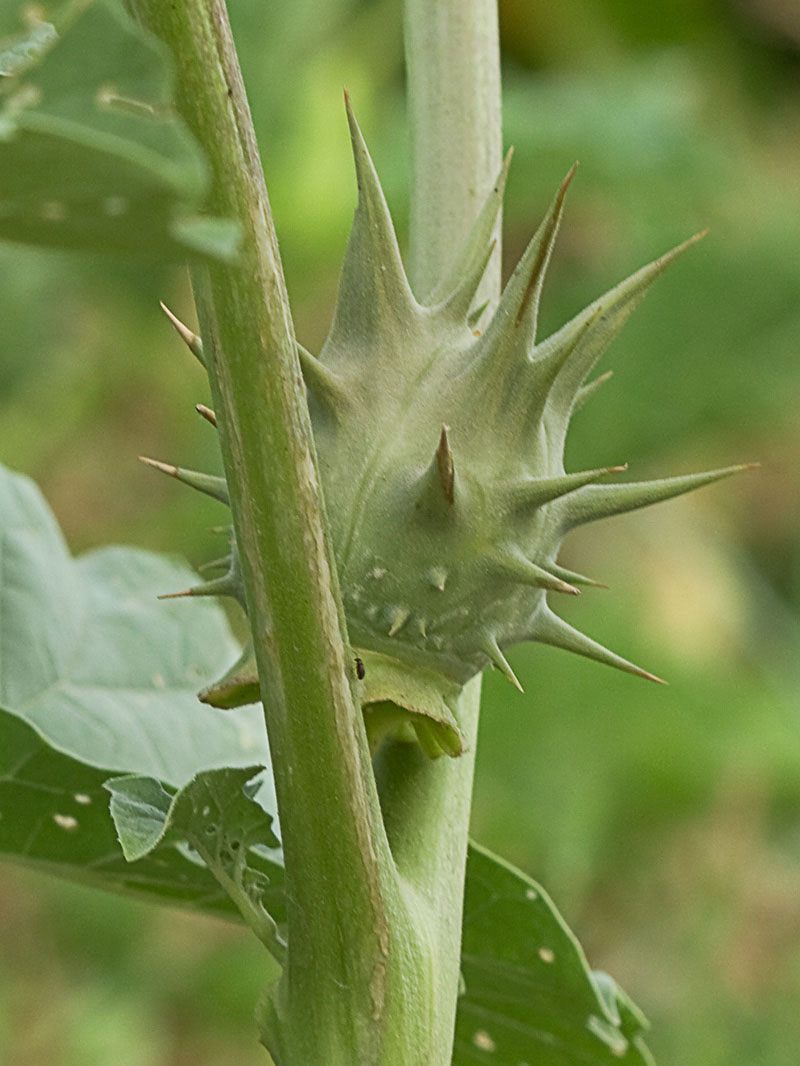 Fruto de la Datura ferox