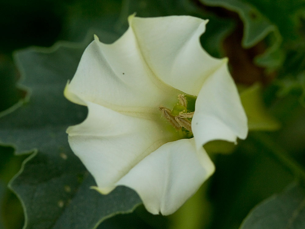 Flor de la Datura ferox