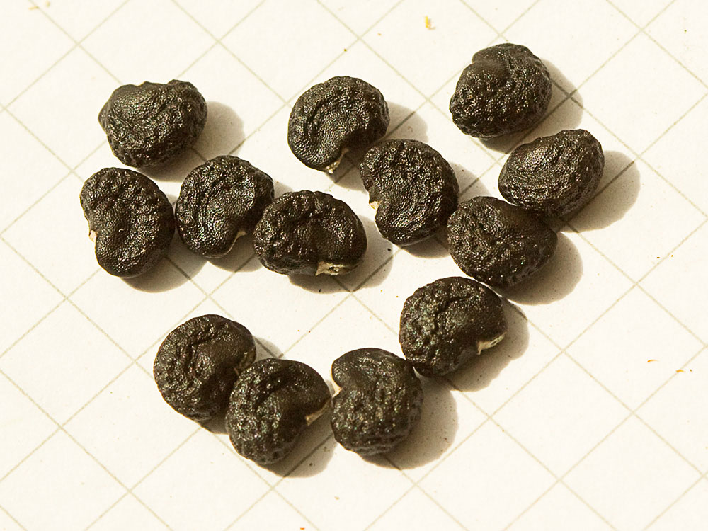 Semillas de la Datura ferox
